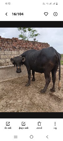 ખરેડી વેચવાની છે