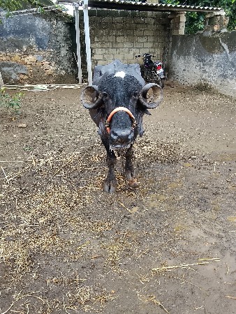 ૧૦દી ની કાસી