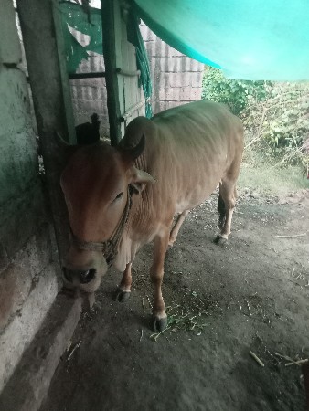 દાંત બંધાઈ છે