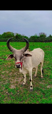 આવો ગોધલો લેવાનો છે