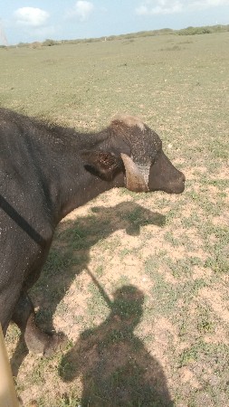 પેલું વેતર ખડેલી વેચવાની છે