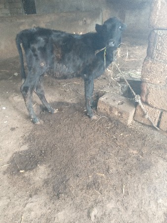 2 વાષડી દેવાની છે મફત