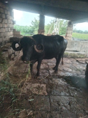 ભેસ વેચવાની