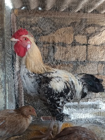 ગુજરાત કાલાવડ