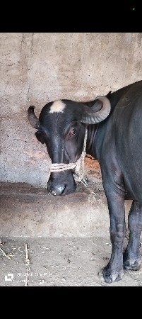 ખળેલી વેચવાની છે