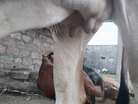 ગાય
