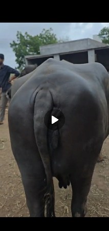 ભેશ વેચવા
નિ તિજુ વેતર 25 દિવશ
