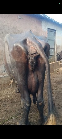 4‌ વેતર થયા