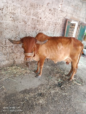 સુવર્ણ