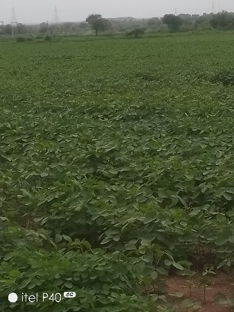 આ જમીન વેચવાની છે