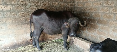ભેંસ વેચવાની છે