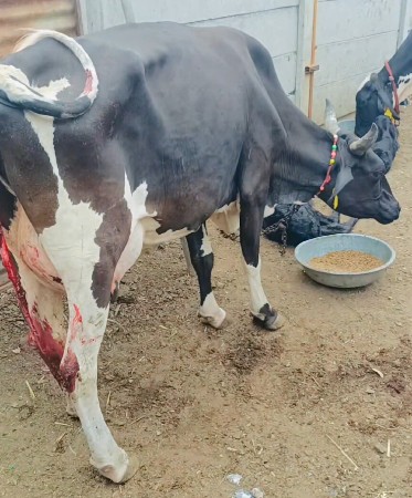 ગાય વેચવાની છે