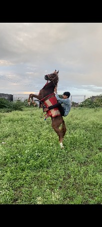 બે પગે હાલે છે