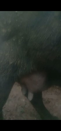 ભેસ વેચવાની છે
