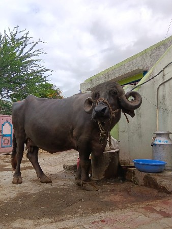 bhesh VECHAVANI chhe