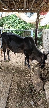 ગાય ઘર ઘરાવ