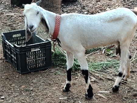બકરી વેચવાની છે