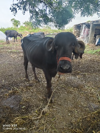 ભેસવેસવાની