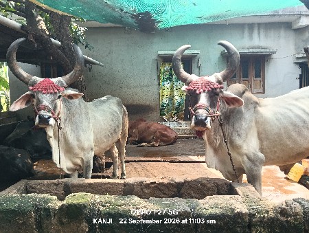 બળદ વેચવાના છે