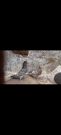 કબૂતર વેચવાના છે