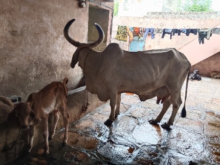 વેચવાની છે