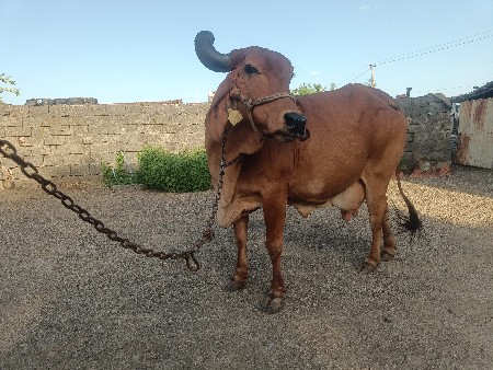 દૂધ વાળી ગાય