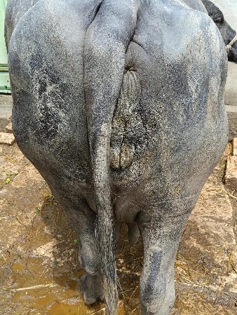 ભેંસ વેચવાની છે