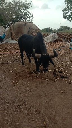 બળદ વેચવાન છે
