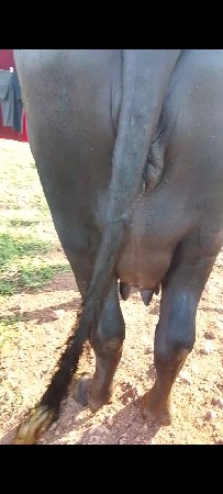 પેલુ વેતર 10 દિવસ ની કાસી
