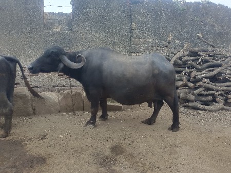 ભેંસ