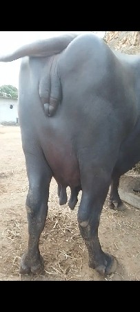 વેસાવ સે ભેંશ બીજું વેતર