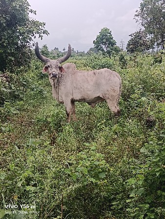 બળદ વેચવાનું છે