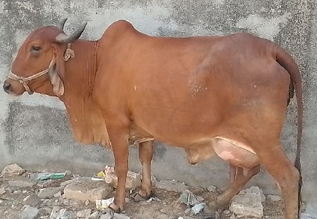 ગાય વેચવાની છે