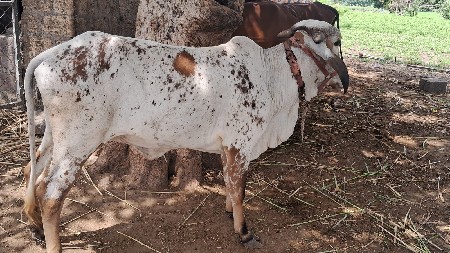 હોડકી કાબરી
