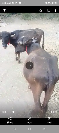 kutiya