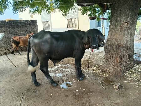 આ પાડો વેચવાનો છે