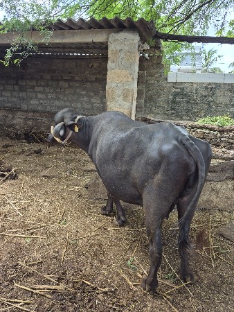 ભેંસ વેચવાની છે
