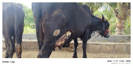 બે ગાયું વેચવાની છે