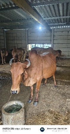 ગાય વેચવાની છે