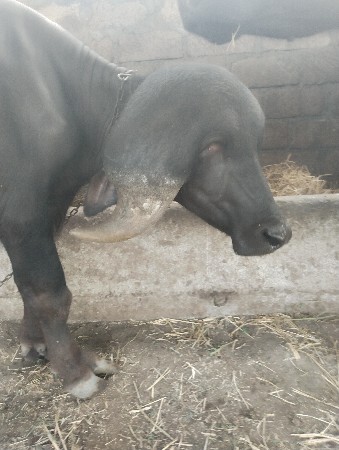 જાફરાબાદી પાડો વેચાવ.