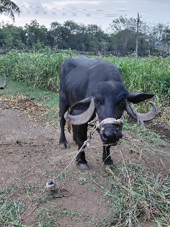 ભેશ વેચવાની છે