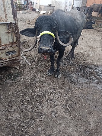 9712183349