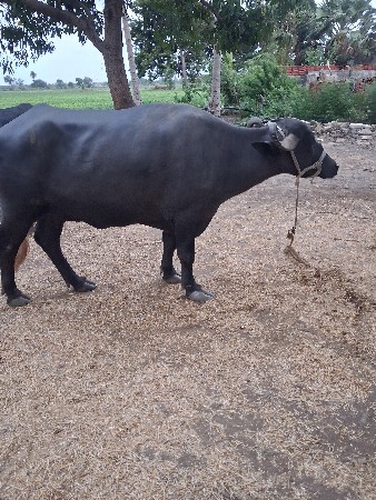 2 જુ વેતર ટોટલ જવાબદારી સાથે