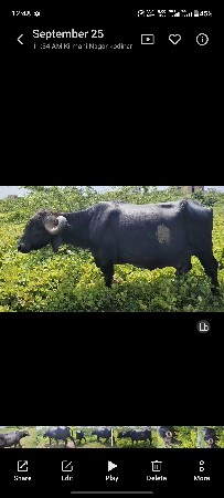 જાફરાબાદી ભેંસ વેચવાની છે
