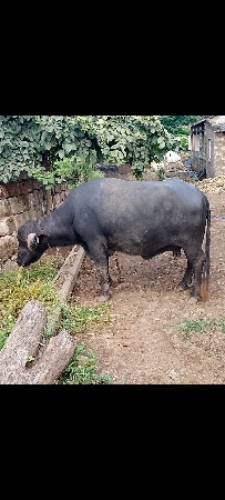 ત્રીજુ વેતર વિયlહે