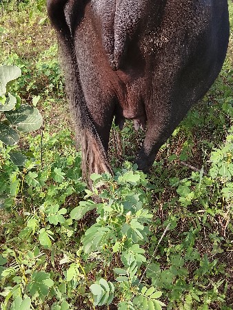 ભેંસ વેચવાની છે