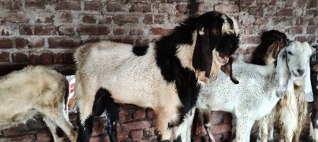 બકરા વેચવાના છે