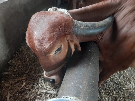 ગીર  ગાય બીજું વેતર ગાભણ
