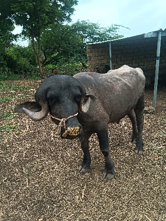 પાડો વેસવાનો શે