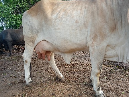 ગાય વેસવાની છે